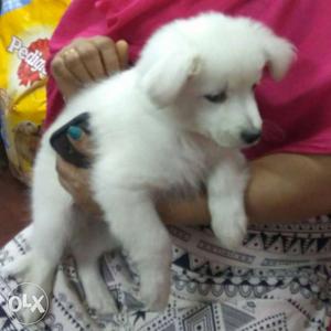 A male Indian spitz 2 month old healthy puppy.