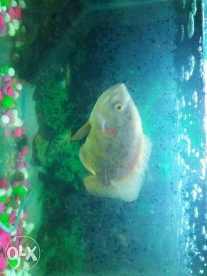 Albino Oscar fish Size- 7 inch