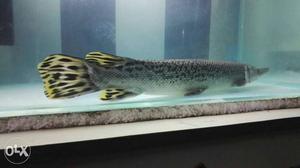 Aligater ger fish 24 inch