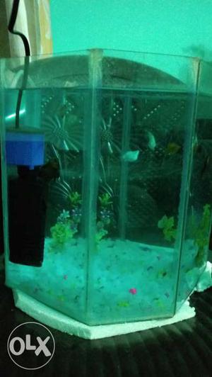 Aquarium,Filter, Fishes