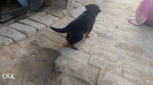 Black and brown dabal Coat Puppy