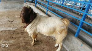 Boer goat for sale