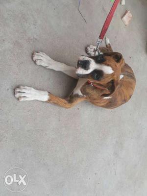 Brindle And White Boxer Puppy