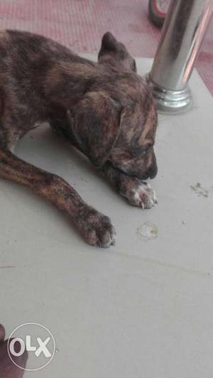 Brindle Short Coated Puppy