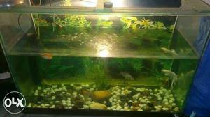 Clear Fish Tank