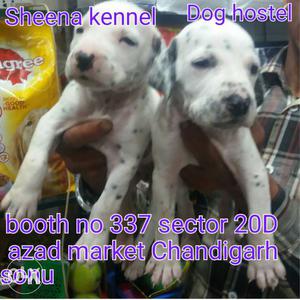 Dalmatian pups available 32 days old from sheena