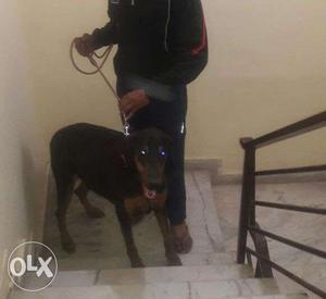 Dobermen male dog