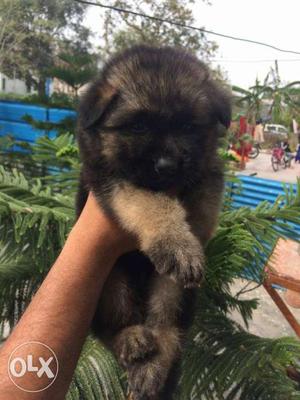 Double coat German Shepherd Puppy available