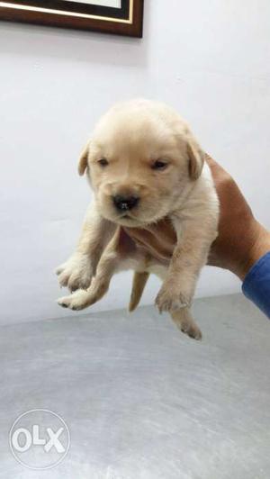 Excellent quality Labrador puppy at Pathankot