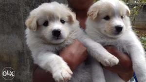 Female Pomeranian puppies available for sale in Thuckalay