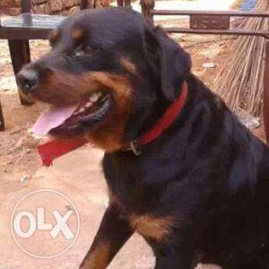 Female Rottweiler for sale or exchange with pug