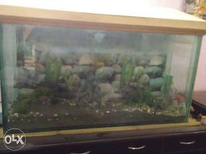 Fish Large Aquarium with 12mm mirrors
