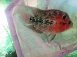 Flowerhorn for sale price not negotiable