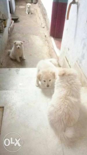 Four White Short Coat Puppies