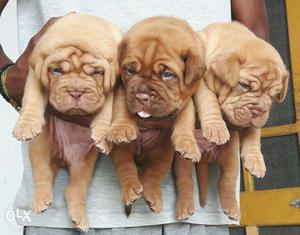 French mastiff puppies for sall