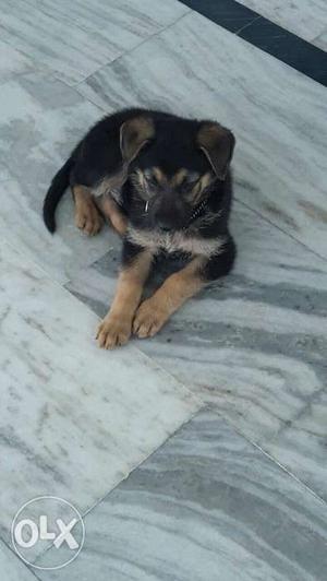 GSD male only 45 day