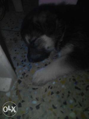 German Shepherd+bhotiya female dog.. 1 month old