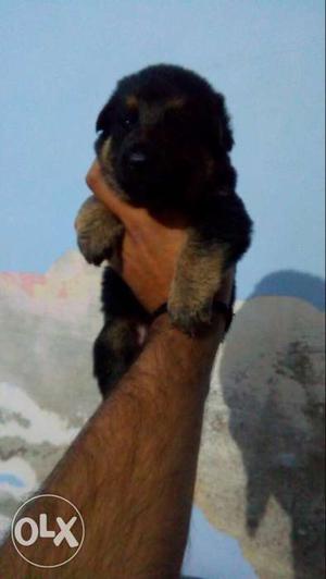 German shephard female puppy available