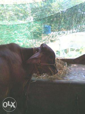 Gir 6 month old male (bull) at Kattakada, Trivandrum