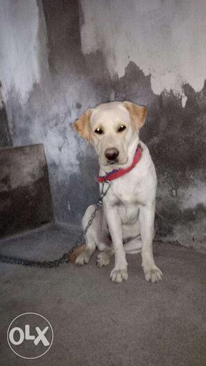 Golden lab male 11month old with heavy head and