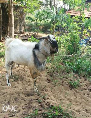 Good & Healthy Male Goat.