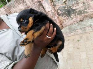 Good quality Rottweiler puppy available