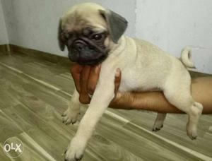 Good quality pug male and female puppy available