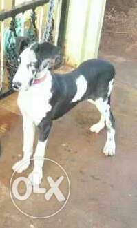 Grate dane male female both for sell vacation