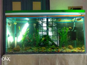 Green Framed Fish Tank