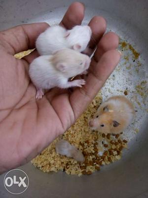 HAmsters for sale..home breed hamsters for sale