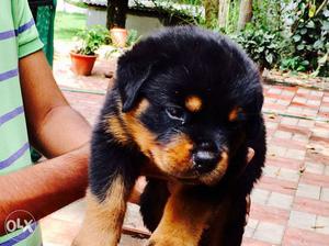 Heavy size pup available from good lineage