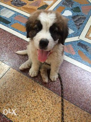 High quality breed puppy Saint Bernard
