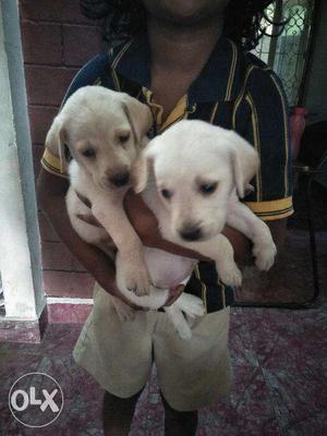 Home breed lab puppies for sale at Chennai in