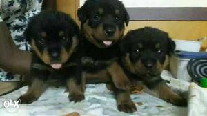 Import linage good quality Rottweiler puppies