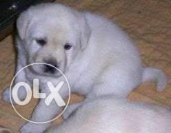 Import line Labrador puppy available. but fixed