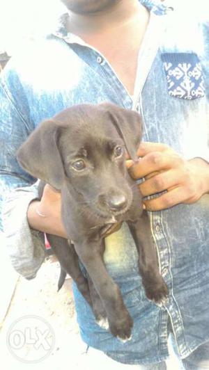 Lab puppy is availble