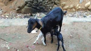 Malabari goat 1ltre. pala ramapuram