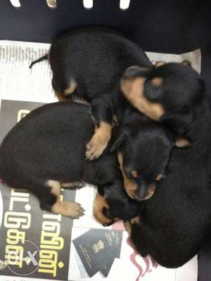 Min pin 22days puppies for sale price negotiable