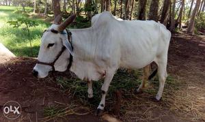 Ongole Cow 9th Month Pregment For Sale