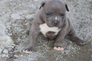 PUP KENNEL;-american bully Unbelivable quality puppy