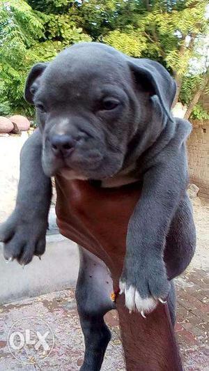 PUP KENNEL;-i have sell my american bully and pittbull