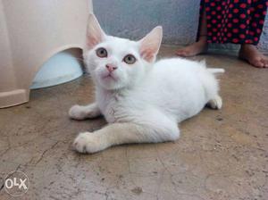 Persian cat 2 months old play full & active (