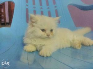 Persion cats male and female available good blood