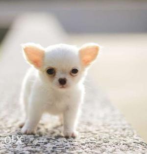 Pets kennel:-Chihuahua male long ears beautiful looks so