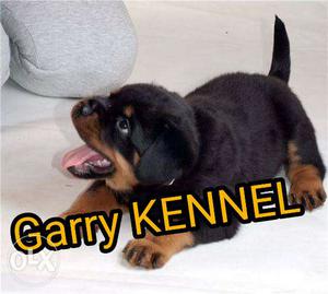 Play dog Rottweiler male k km?available