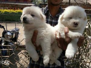 Pomarian White Coat Puppies