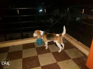 Proven beagle male for urgent sale