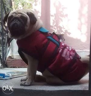Pug Male 02yrs In Greater Noida