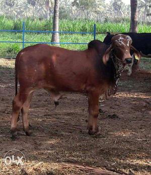 Pure breed gir bull