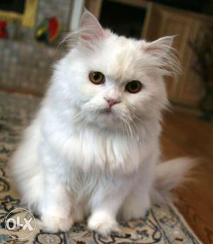 Pure white persian cat for sale price negotiable